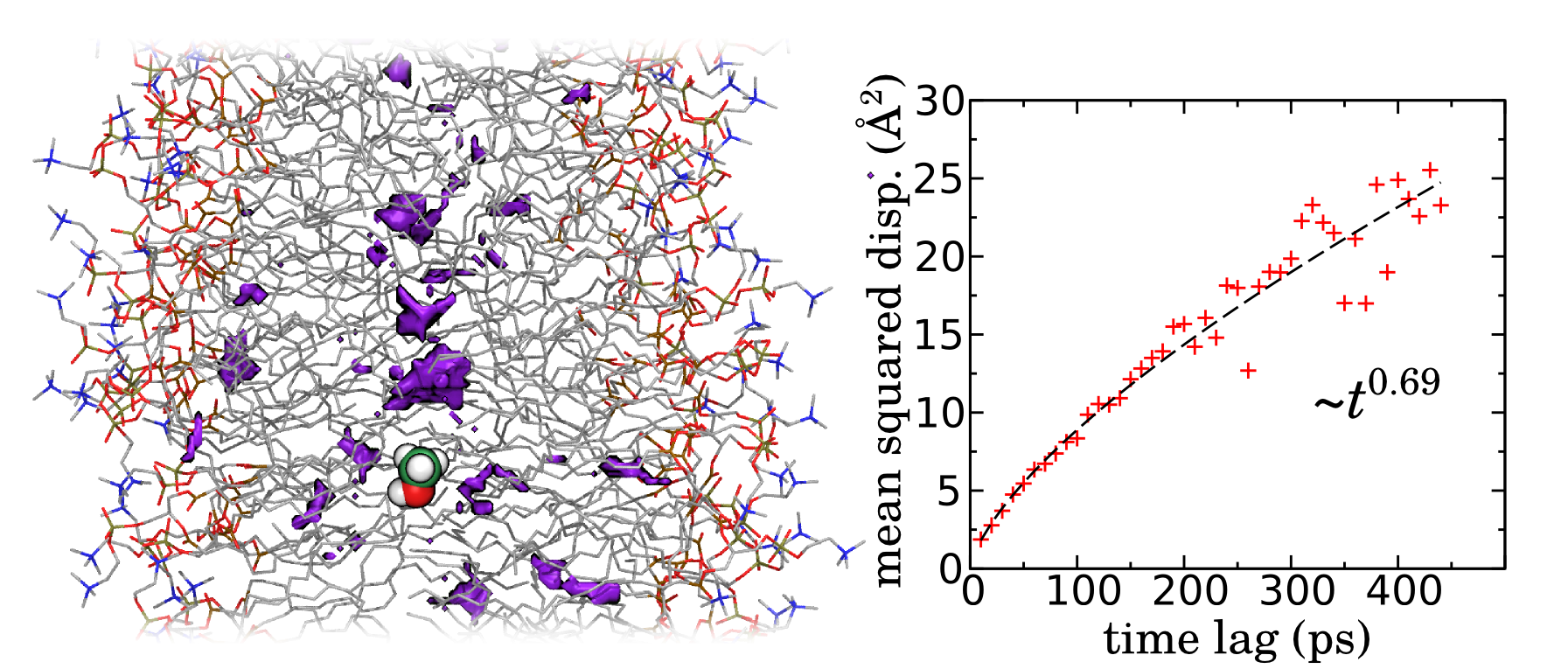 subdiffusion of methanol in a POPC lipid bilayer