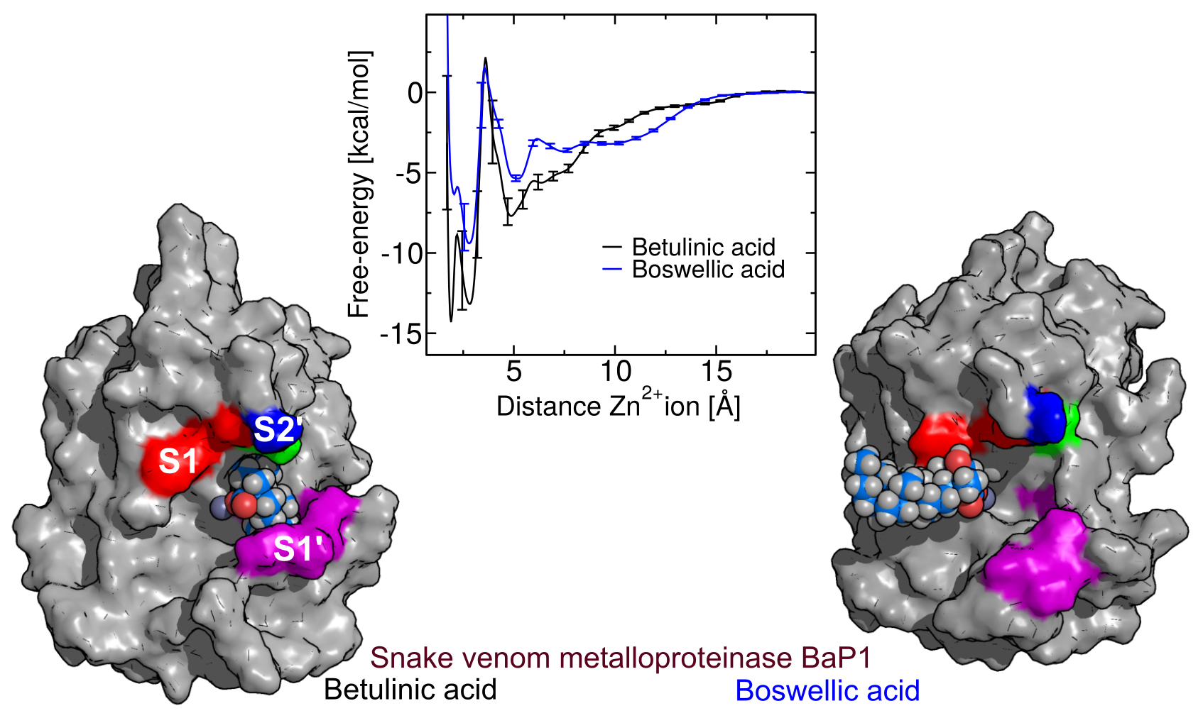 Although both betulinic acid and β-boswellic acid bind strongly to the snake venom metalloproteinase BaP1, they bind in different orientations, leading to very different biological activities.