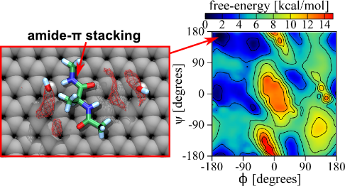 The amide groups of alanine dipeptide lies flat against the graphene surface.